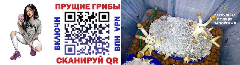 Псилоцибиновые грибы Psilocybe  Павлово 